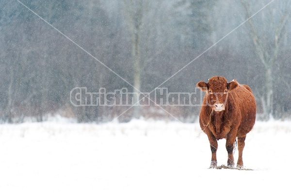 Beef cow standing outside in the falling snow