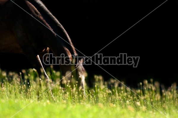 Dark bay horse grazing in pasture. Sidelit by setting sun