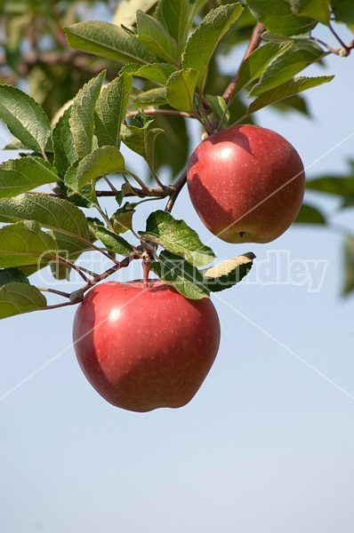 Apples on the tree