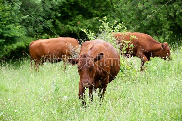 Herd of Beef Cattle