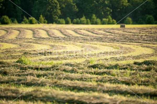 Windrows of freshly cut hay