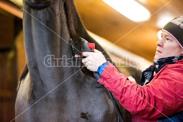 Woman clipping horse