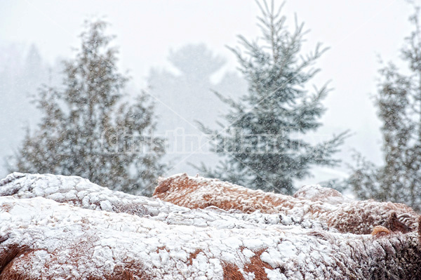 Snow covered cows 