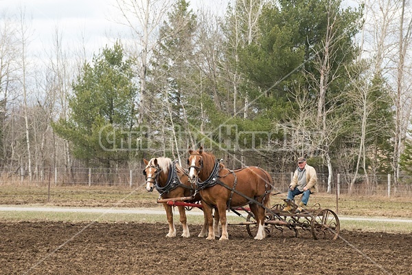 Farmer working a team of Belgian Draft Horses