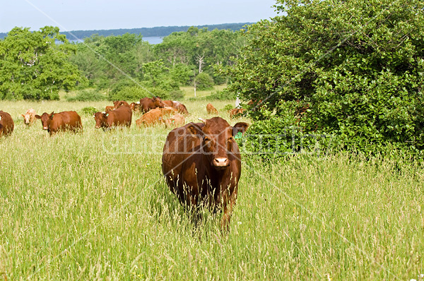 Beef cattle on summer pasture