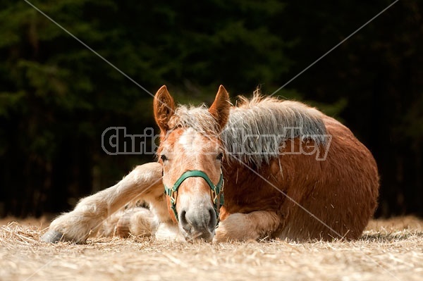 Young Belgian Horse Lying Down