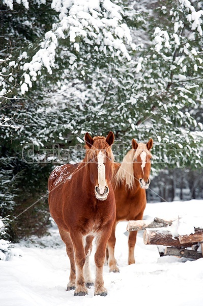 Horse standing in snow under trees. 