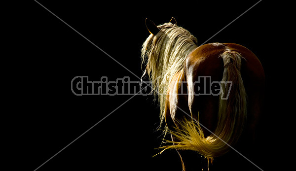 Belgian horse standing in dark shadows highlighted by the setting sun.