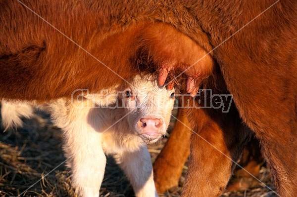 Beef Calf Peeking Under Udder