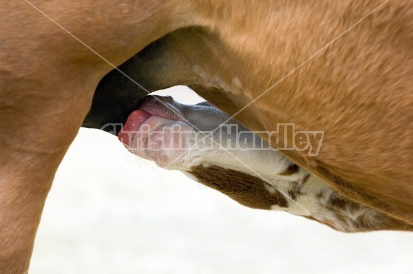 Nursing Foal