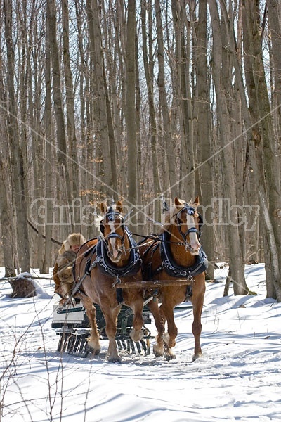 Horse drawn sleigh ride