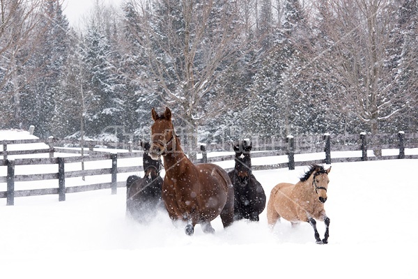 A herd of horses galloping through deep snow