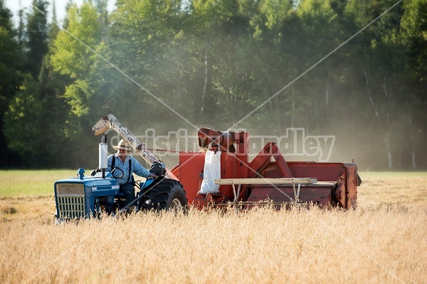 Farmer combining oats with a tractor and pull behind combine