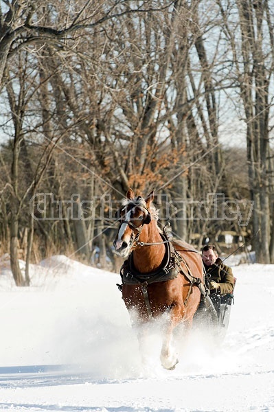 Single Horse Sleigh Ride