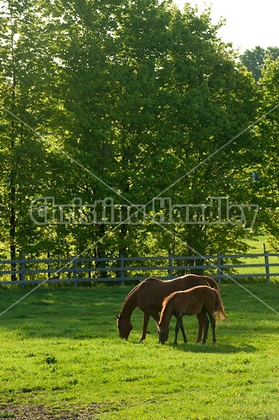 quarter horse mares and foals