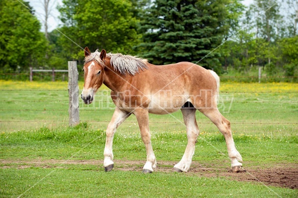 Young Belgian draft horse