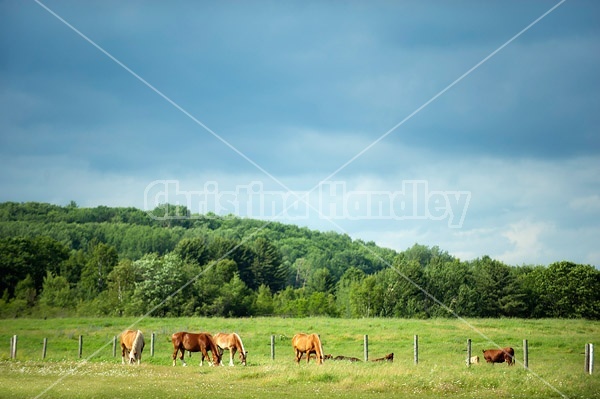 Horses and cattle on summer pasture