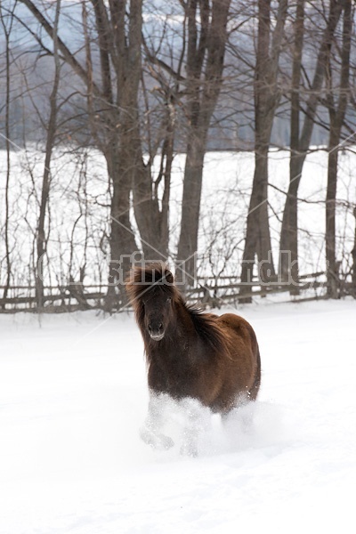 Dark bay Icelandic horse running through deep snow