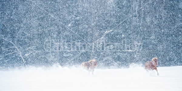 Photo of Belgian draft horses galloping in deep snow