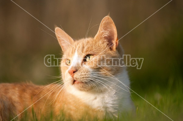 Orange cat laying on the grass outside in the sunshine