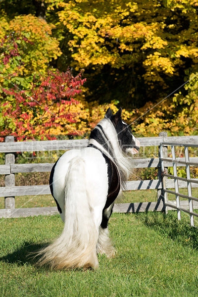 Gypsy Vanner horse