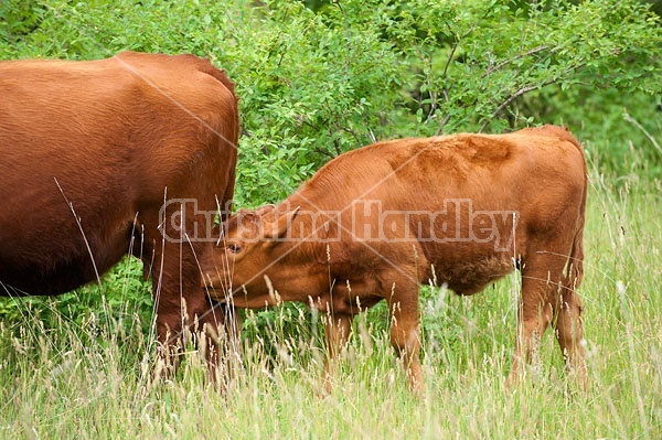 Beef Cow and Calf