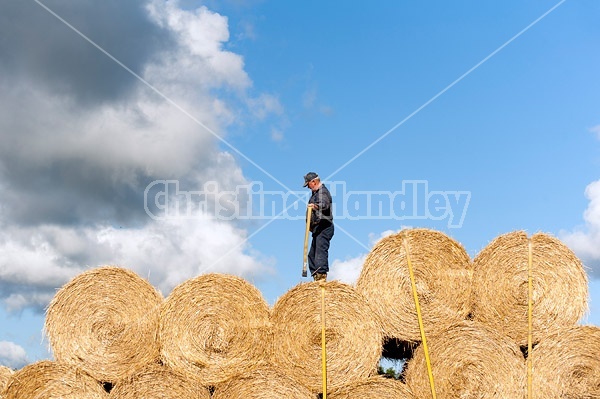 Farmer loading tractor trailer with round bales of straw and getting them strapped down for transport