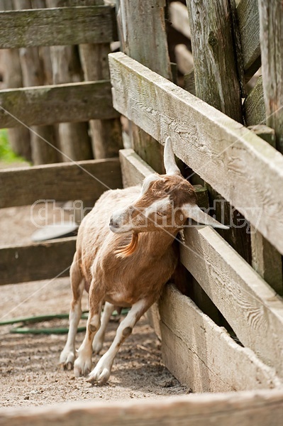 Goat in barn yard