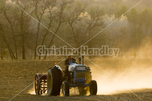 Farmer driving tractor pulling seed drill seeding oats
