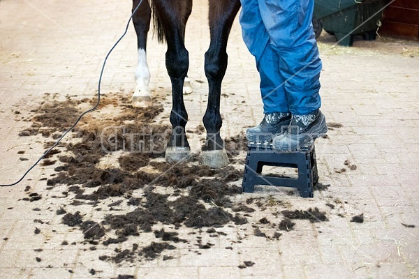 Woman clipping horse