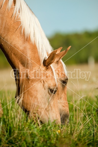 Palomino Quarter Horse