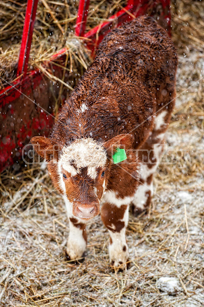 Baby beef calf standing outside in the snow