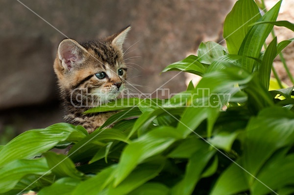 Young baby calico kitten playing in flower garden