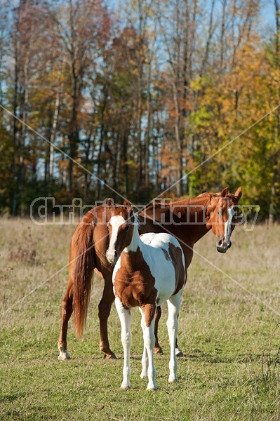 Mare and Paint foal 