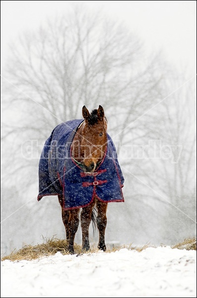 Horses wearing winter blankets outside in a snowstorm.