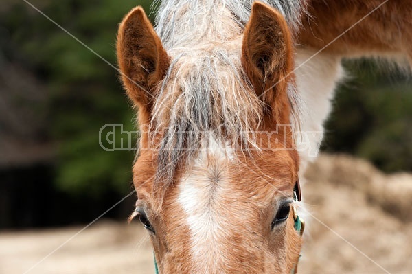 Portrait of a Yearling Belgian Draft Horse