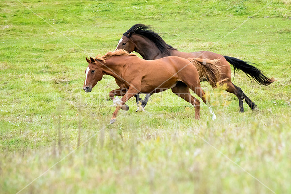 Horses galloping in field