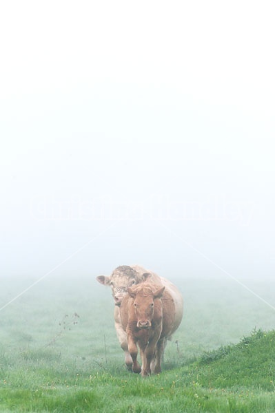 Charolais bull and cow