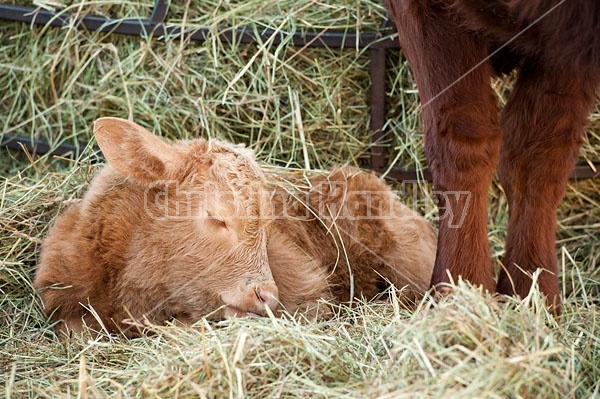 Baby beef calf