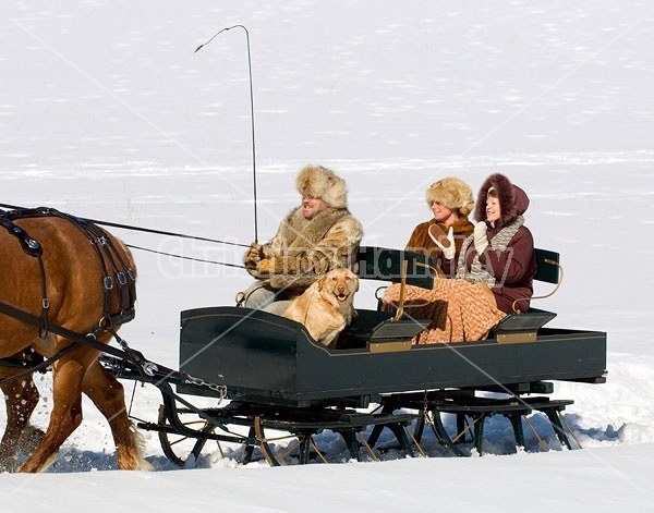 Horse drawn sleigh ride