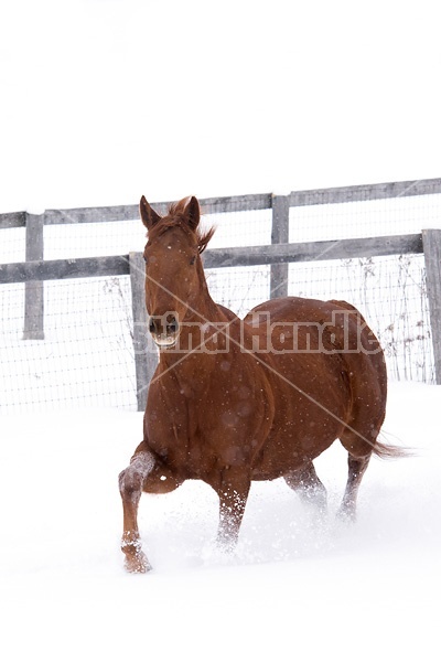 Single chestnut horse trotting through deep snow