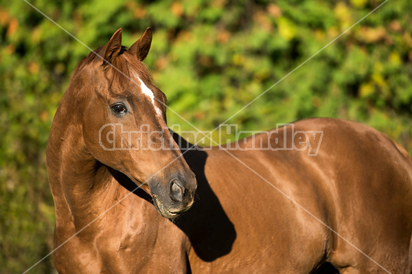 Portrait of a Thoroughbred horse