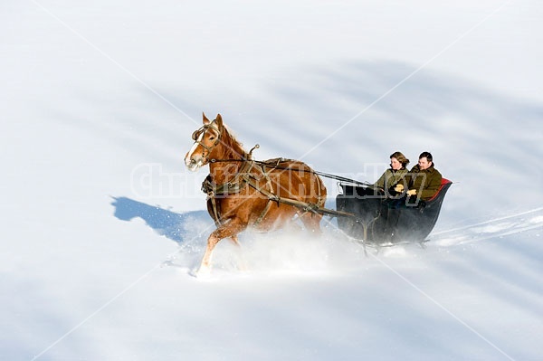 Single Horse Sleigh Ride