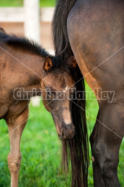 Quarter horse foal