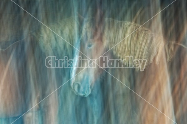 Abstract movement photos of horses