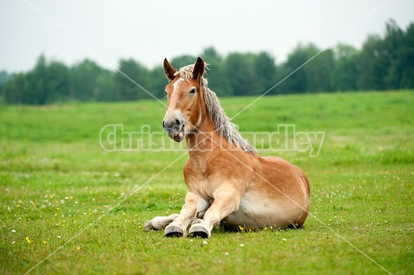 Young Belgian draft horse standing up