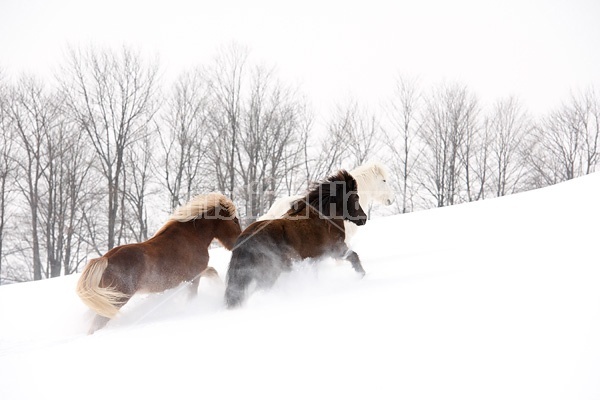 Icelandic horses running and playing in deep snow