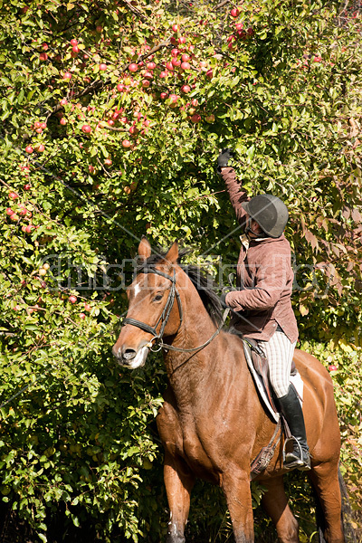 Woman picking apples from tree on horseback