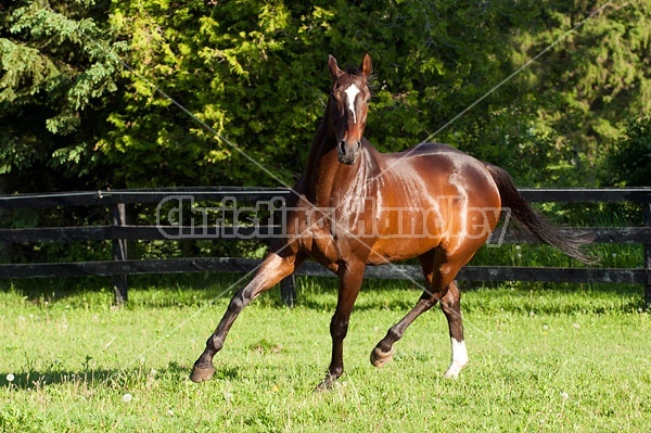 Thoroughbred gelding running around field