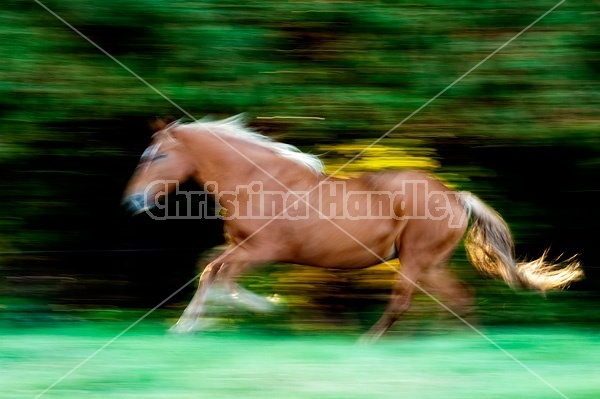 Galloping Horse